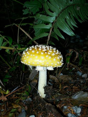 Amanita Muscaria mushroom - yellow with white spots