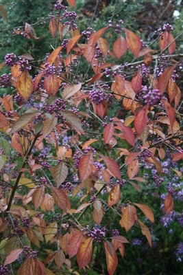 Callicarpa bodinieri