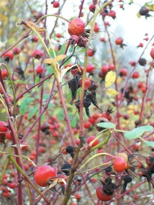 Rose hips