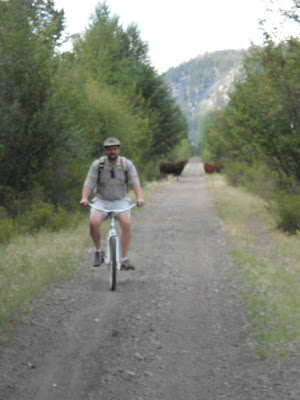 Bull on Trans Canada trail