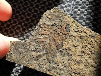 Conifer fossils from BC