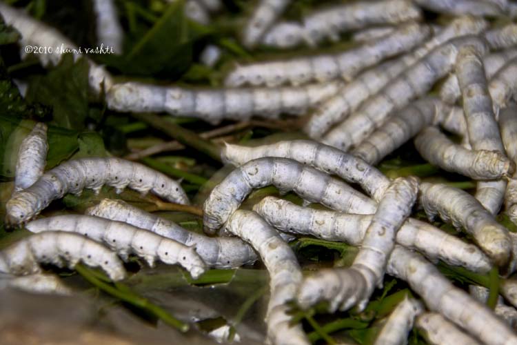 S and V, Me and Vietnam Where Did Your Silk Come From?