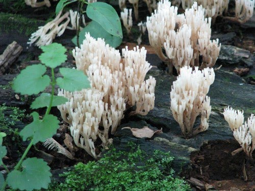 LD's Home Journal: Edible wild mushroom heaven!! Mmmmmm............