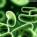 Bacteria