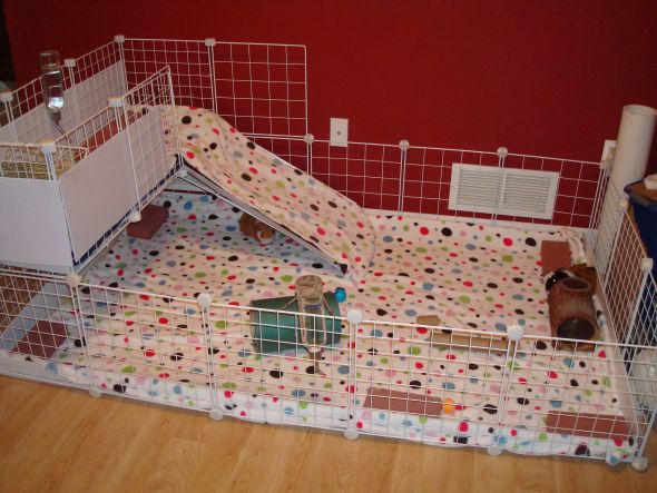 guinea pig cages. The guinea pig post.
