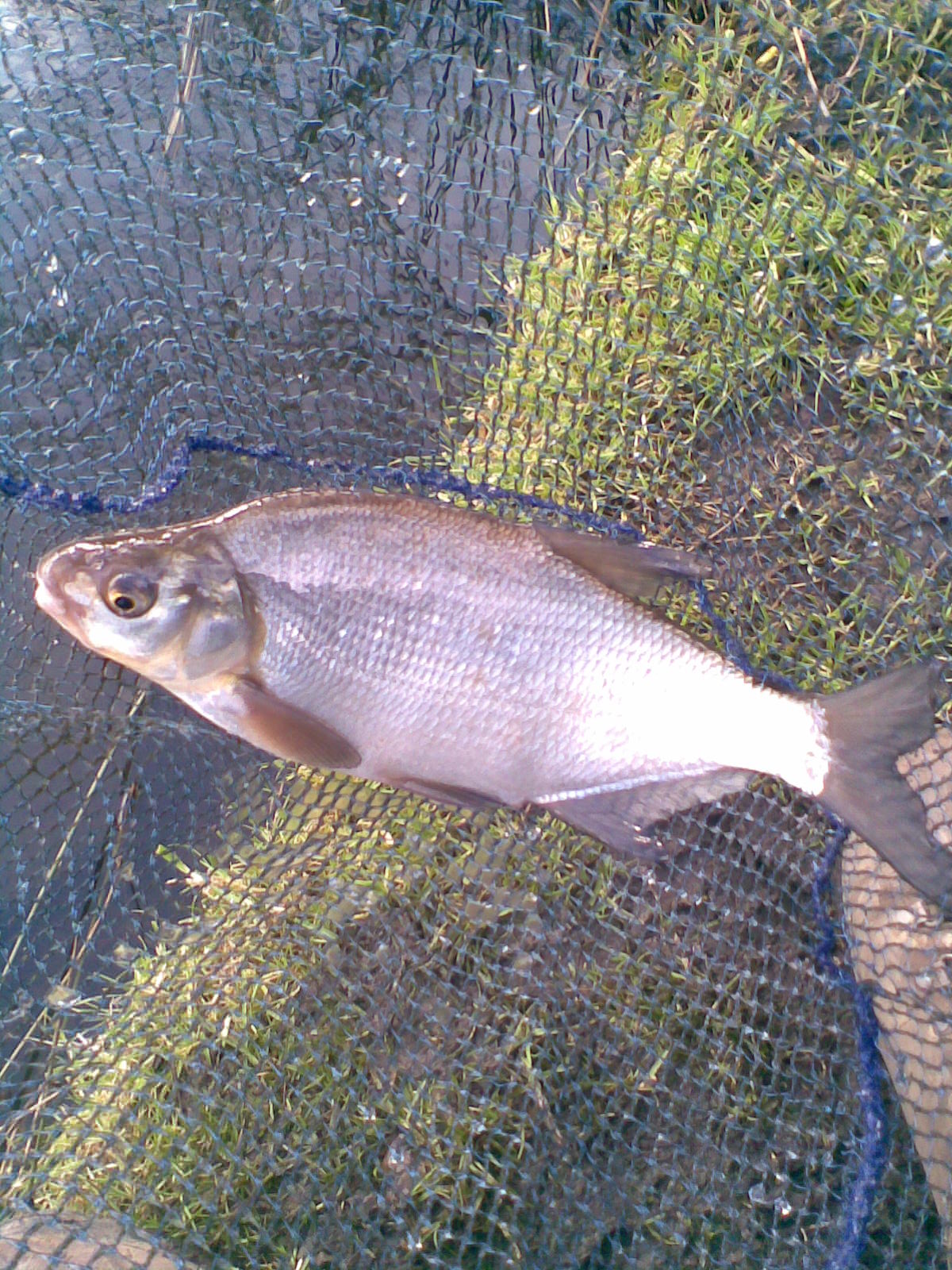 [Bradshaws+11th+March+08+003.jpg]