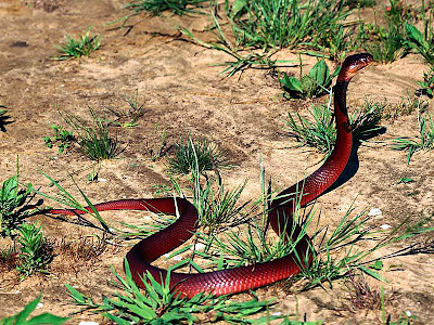 snakes wallpapers. Red Spitted Snake Wallpapers