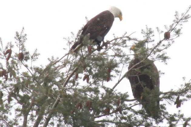 BALD EAGLES IN THE SNOW