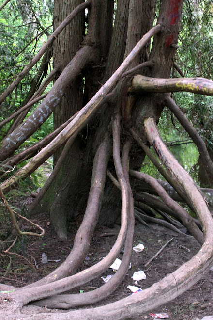 GNARLED TREE ROOTS
