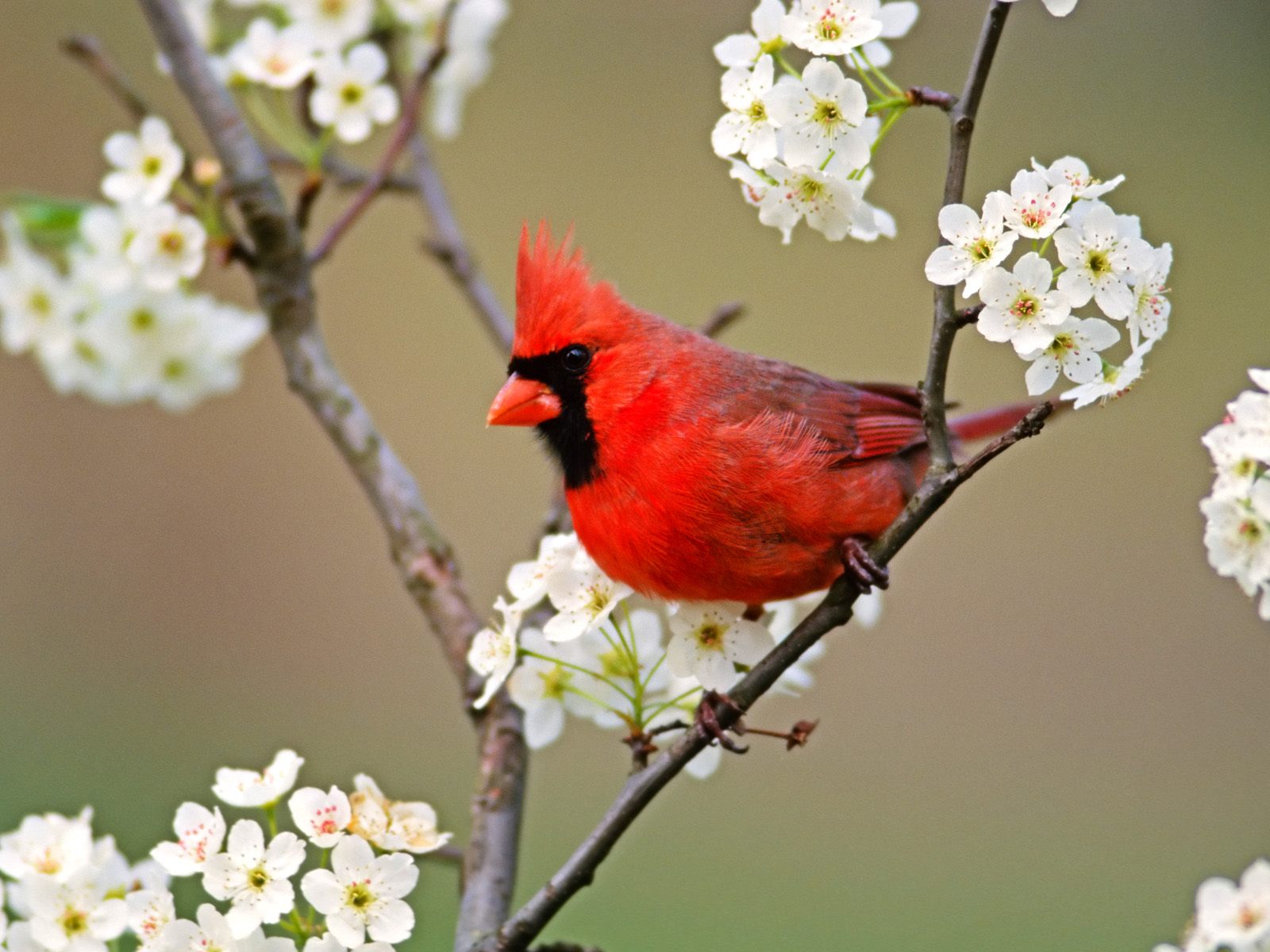 Beautiful Birds Flying