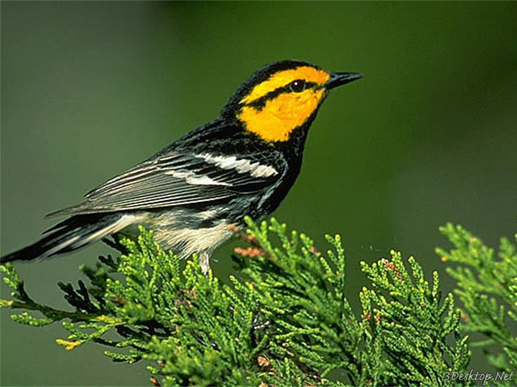http://3.bp.blogspot.com/_fqhbn8YPG7w/TUcf_RuqdEI/AAAAAAAAAiU/vr8Ql_Gxano/s1600/tree-bird.jpg
