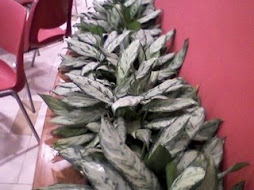 Aglonemas Grises en Neto Interior