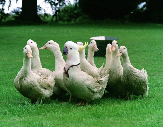 [gente+falsa+10.jpg]