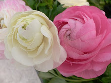 Beautiful white & pink peonies