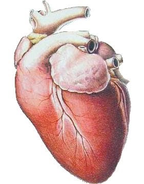 Natural Remedies For Heart Valve Problems Natural Remedies For Heart Valve Problems