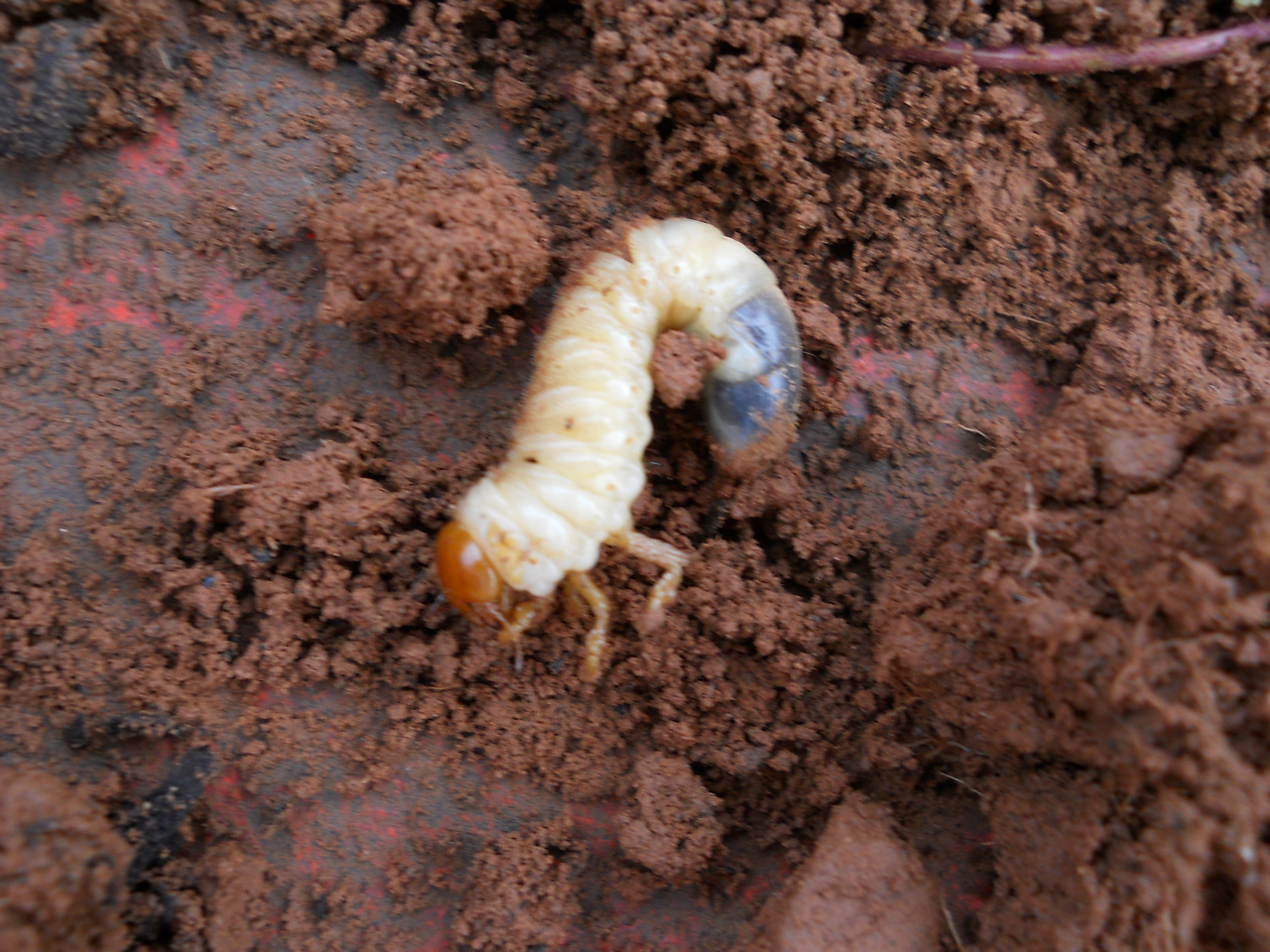 Big Insects