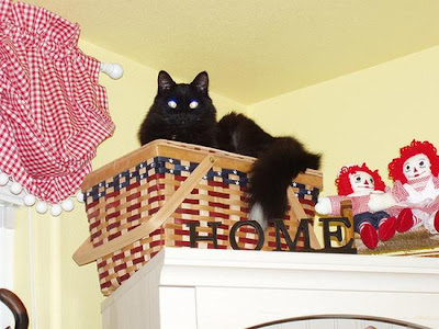 digaleri.com: 99 Foto Kucing Cantik, Imut dan Lucu! foto kucing imut, lucu, cantik
