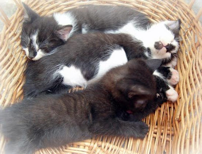 digaleri.com: 99 Foto Kucing Cantik, Imut dan Lucu! foto kucing imut, lucu, cantik
