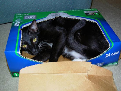 digaleri.com: 99 Foto Kucing Cantik, Imut dan Lucu! foto kucing imut, lucu, cantik