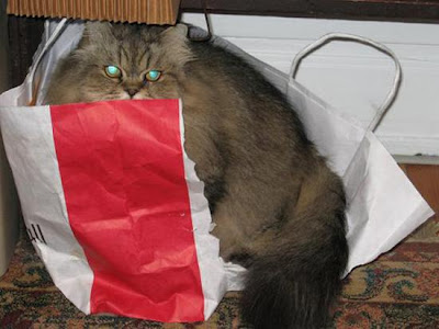 digaleri.com: 99 Foto Kucing Cantik, Imut dan Lucu! foto kucing imut, lucu, cantik