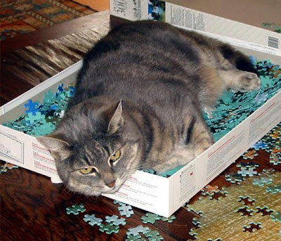 digaleri.com: 99 Foto Kucing Cantik, Imut dan Lucu! foto kucing imut, lucu, cantik