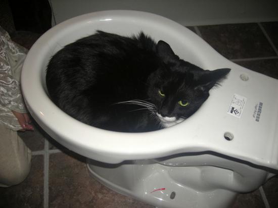 digaleri.com: 99 Foto Kucing Cantik, Imut dan Lucu!