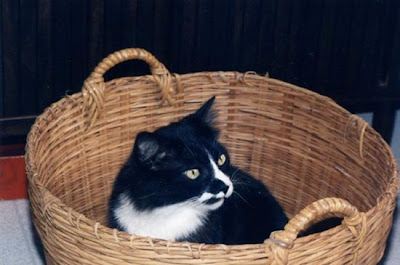 digaleri.com: 99 Foto Kucing Cantik, Imut dan Lucu! foto kucing imut, lucu, cantik