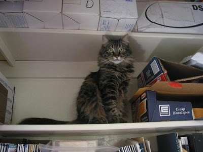 digaleri.com: 99 Foto Kucing Cantik, Imut dan Lucu! foto kucing imut, lucu, cantik