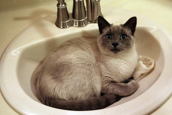 99 Foto Kucing Lucu, Cantik, Manis, dan Imut