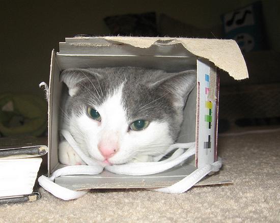 Funny cats Funny Cats - 99 Pics | Curious, Funny Photos / Pictures