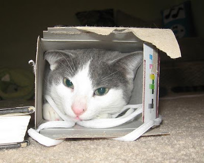 digaleri.com: 99 Foto Kucing Cantik, Imut dan Lucu! foto kucing imut, lucu, cantik