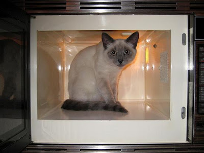 digaleri.com: 99 Foto Kucing Cantik, Imut dan Lucu! foto kucing imut, lucu, cantik