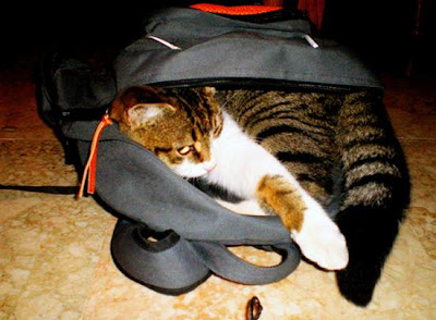 digaleri.com: 99 Foto Kucing Cantik, Imut dan Lucu! foto kucing imut, lucu, cantik