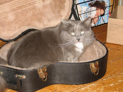 digaleri.com: 99 Foto Kucing Cantik, Imut dan Lucu! foto kucing imut, lucu, cantik
