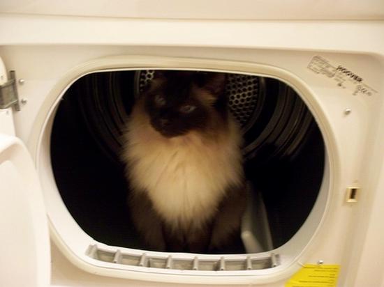 Funny cat Funny Cats - 99 Pics | Curious, Funny Photos / Pictures