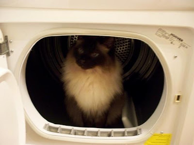 digaleri.com: 99 Foto Kucing Cantik, Imut dan Lucu! foto kucing imut, lucu, cantik