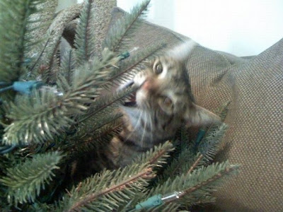 Funny cat and christmas tree