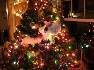 Funny cat and christmas tree
