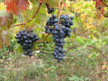 [Fantasy+Seedless+7.JPG]