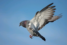 El tiro a la paloma es uno de los deportes mas buscados por los amantes de las caza menor.