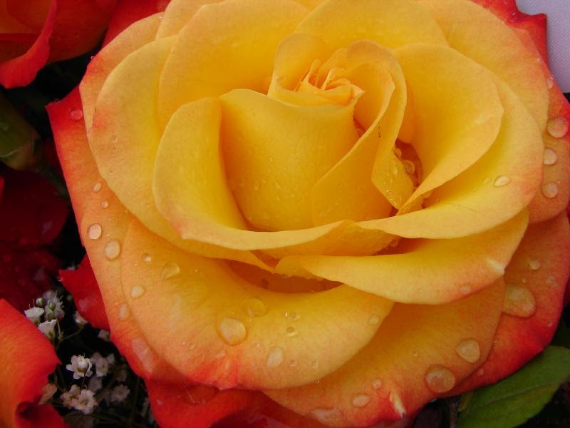 PinkLemonade yellow roses w/ red tips.....