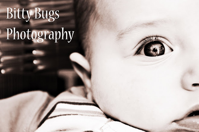 Bitty Bugs Photography
