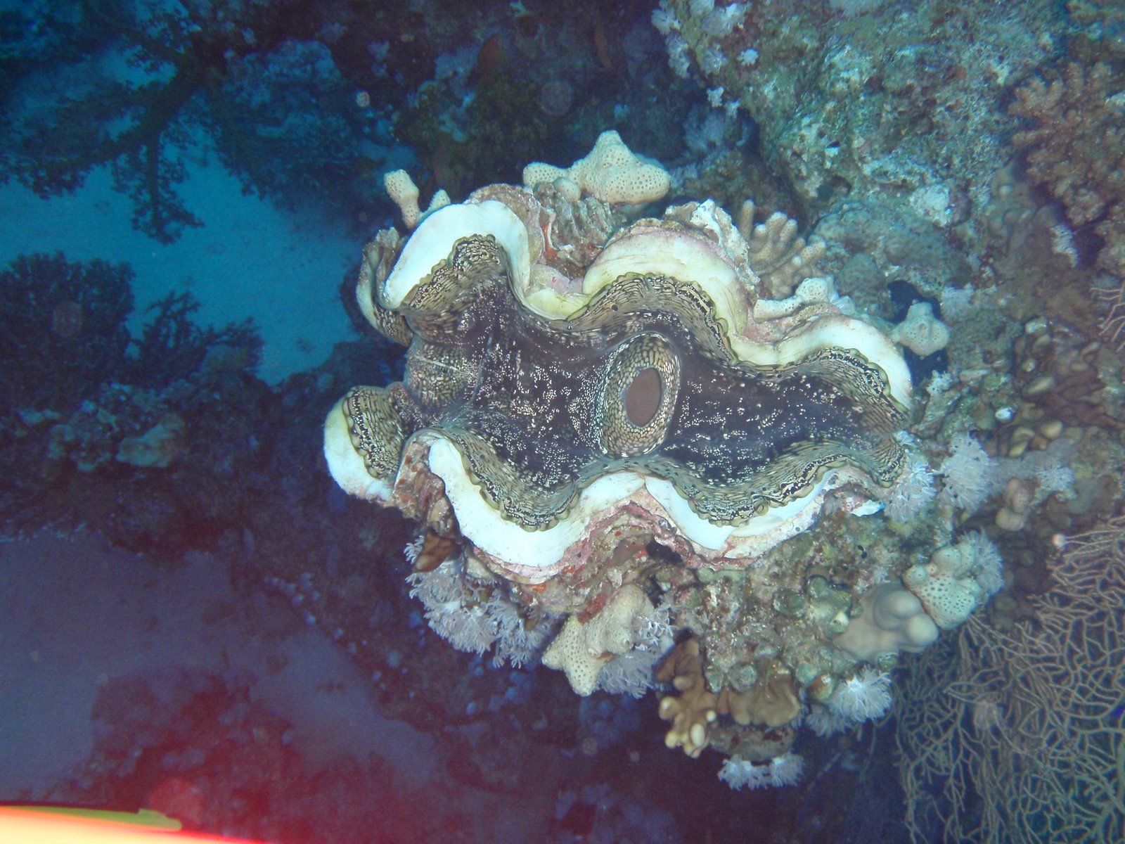 [tridacne...JPG]