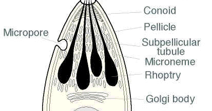 ilmu pengetahuan: Sporozoa