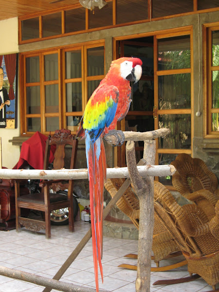 Parrot Perched at the Tobacco Shop In Nicaragua
