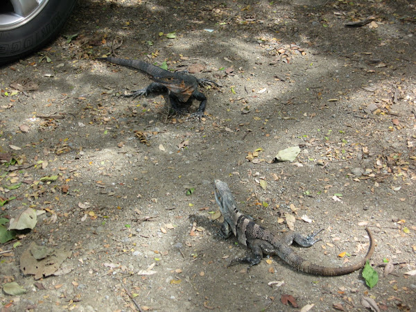 Iguanas of Nicaragua