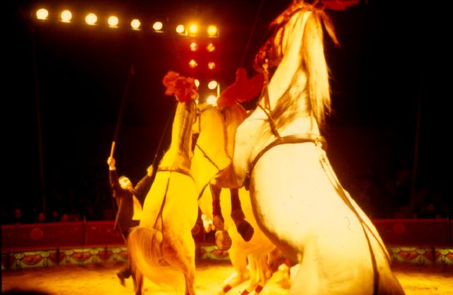 [CIRCUS+(7).jpg]