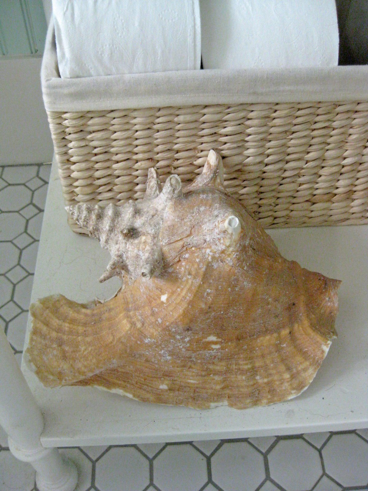 [conch+shell.jpg]