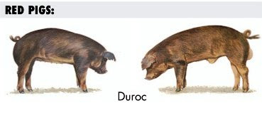  Ver más información de la raza porcina Duroc Jersey