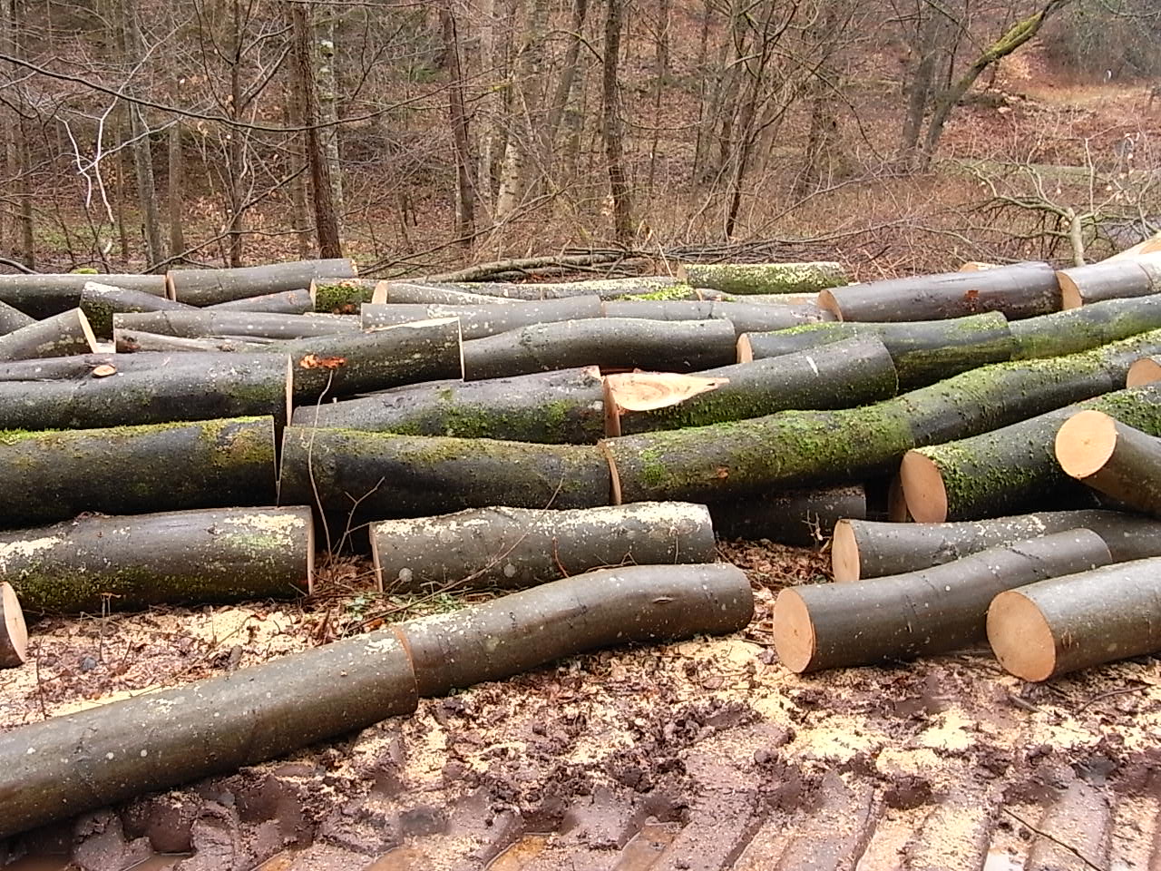 Billot De Bois Pour Fendre : monotarcie: fendre son bois Billot De Bois Pour Fendre : monotarcie: fendre son bois